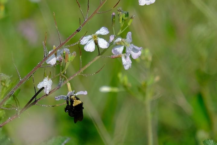 a bee pollinating some white flowers