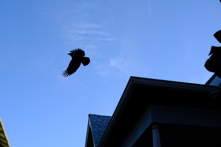 a crow launching off its perch on top of a building