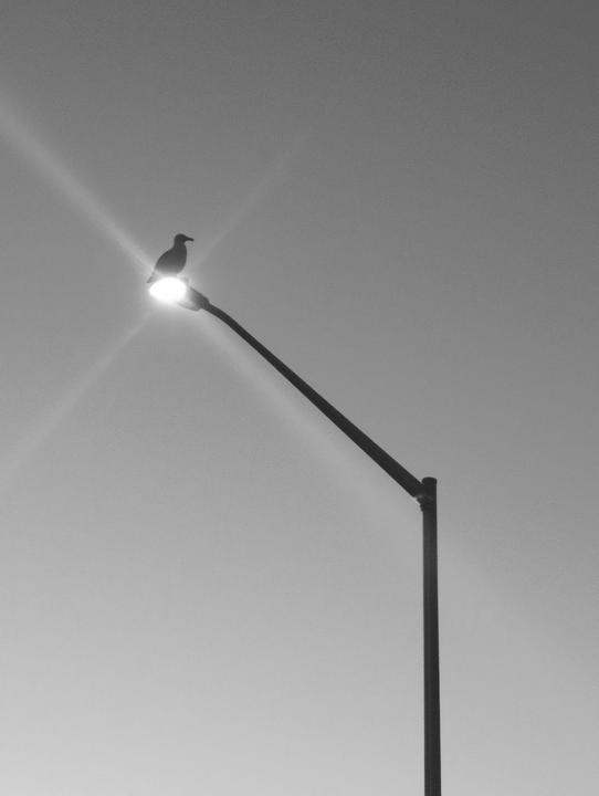 seagull on a telephone pole